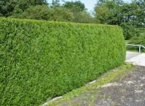 hedges plants