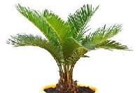 Palm Plants