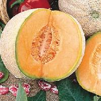 Fresh Cantaloupe Seeds