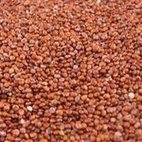 High Quality Red Quinoa Seeds