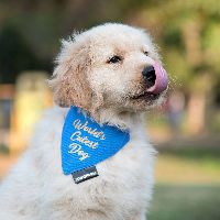 HUFT Dog Bandana