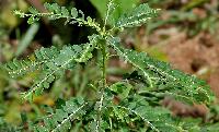 Phyllanthus amarus