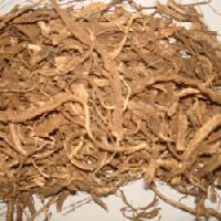 Coleus  Dry Roots