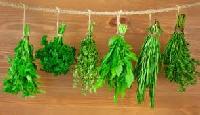 culinary herbs