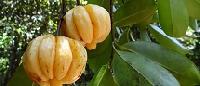 50-60% Garcinia Extract