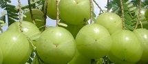 Amla Extract