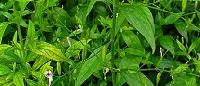 Andrographis Paniculata Extract