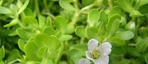 Bacopa Monnieri Extract