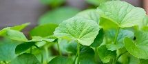 Centella Asiatica Extract