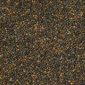 Rocket Seeds Supplier Wholesale Rocket Seeds Manufacturer In Sagar India
