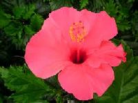 Hibiscus