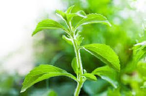 Stevia Plants