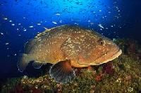 Grouper Fish