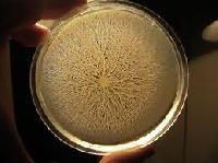 Immunology Plates