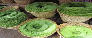 Betel Leaves