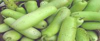 Bottle Gourd