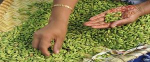 Fenugreek Seed