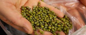 Mung Beans