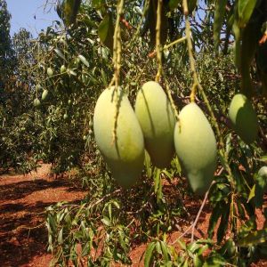 Fresh Green Mango