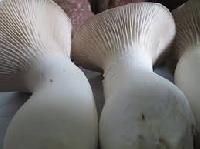 Oyster Mushroom Spawn