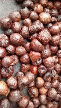 Areca Nuts