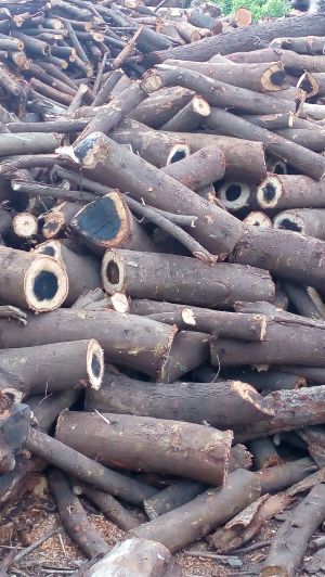 BABUL FIREWOOD