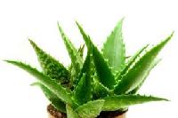 Aloe vera Plants