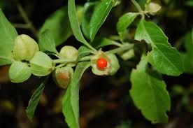 ashwagandha plants