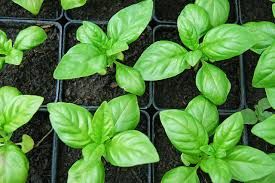 Basil Plants