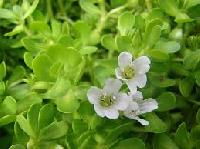 Brahmi Plants