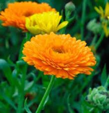 Calendula Plants