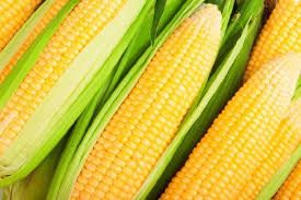 Hybrid Maize