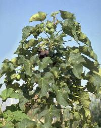 Jatropha Plants