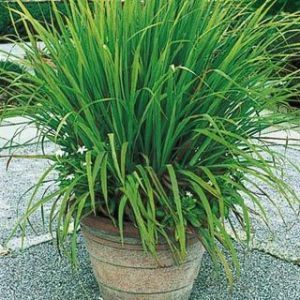 Lemongrass Plants