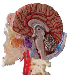 Brain Model