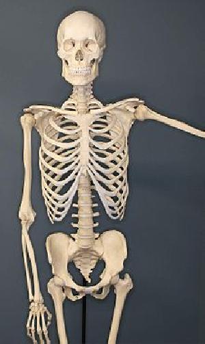 Human Skeleton Model