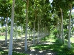 African Mahogany Plant