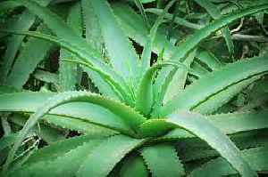 Aloe Vera Leaf