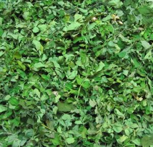 Dried Moringa Leaves