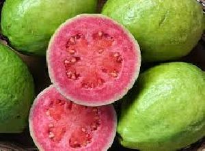 Guava Plant