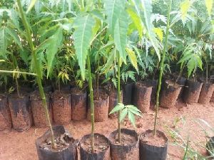 malabar neem plant