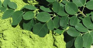 Moringa Dried Leaf Powder