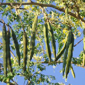 Moringa Oleifera Plant