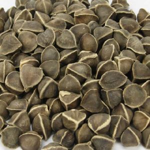 Moringa Seeds