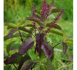 Shyama Tulsi Seeds