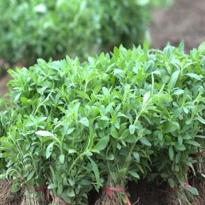 Stevia Plants