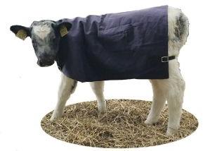 Calf Blankets