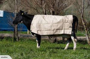 cow blankets