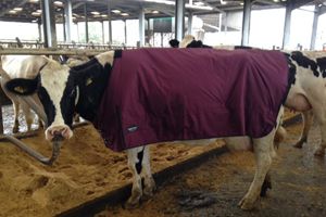 Cow Fleece Blankets