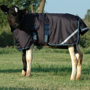 Cow Winter Blankets